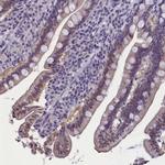 AMID Antibody in Immunohistochemistry (Paraffin) (IHC (P))