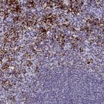 AMID Antibody in Immunohistochemistry (Paraffin) (IHC (P))
