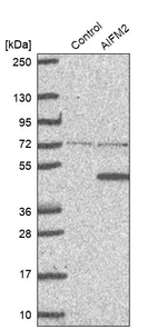 AMID Antibody in Western Blot (WB)
