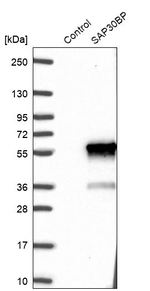 SAP30BP Antibody in Western Blot (WB)