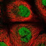 REXO1 Antibody in Immunocytochemistry (ICC/IF)