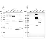 REXO1 Antibody in Western Blot (WB)