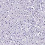 PrP Antibody in Immunohistochemistry (Paraffin) (IHC (P))