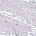 PrP Antibody in Immunohistochemistry (Paraffin) (IHC (P))