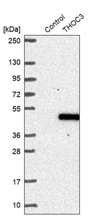 THOC3 Antibody in Western Blot (WB)