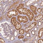FNIP2 Antibody in Immunohistochemistry (Paraffin) (IHC (P))