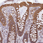 FNIP2 Antibody in Immunohistochemistry (Paraffin) (IHC (P))