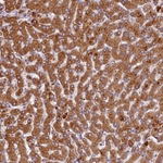 FNIP2 Antibody in Immunohistochemistry (Paraffin) (IHC (P))