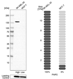 FNIP2 Antibody in Western Blot (WB)