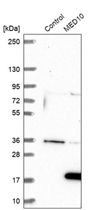 MED10 Antibody in Western Blot (WB)