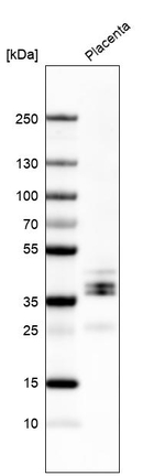 LYVE1 Antibody in Western Blot (WB)