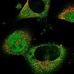 RNF166 Polyclonal Antibody