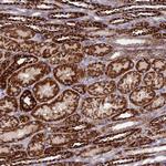 DCI Antibody in Immunohistochemistry (Paraffin) (IHC (P))
