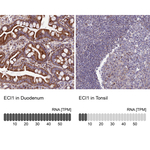 DCI Antibody in Immunohistochemistry (Paraffin) (IHC (P))