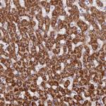 DCI Antibody in Immunohistochemistry (Paraffin) (IHC (P))