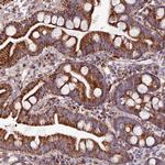 DCI Antibody in Immunohistochemistry (Paraffin) (IHC (P))