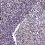 DCI Antibody in Immunohistochemistry (Paraffin) (IHC (P))