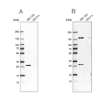 DCI Antibody in Western Blot (WB)