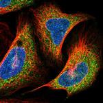 PrP Polyclonal Antibody