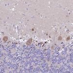 PrP Antibody in Immunohistochemistry (Paraffin) (IHC (P))