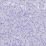 PrP Antibody in Immunohistochemistry (Paraffin) (IHC (P))
