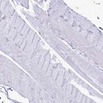 PrP Antibody in Immunohistochemistry (Paraffin) (IHC (P))