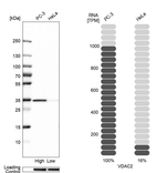 VDAC2 Antibody in Western Blot (WB)
