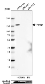 TRIM24 Antibody in Western Blot (WB)