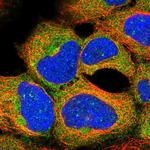 PRAS40 Polyclonal Antibody