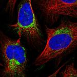 COX20 Polyclonal Antibody