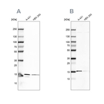 COX20 Antibody in Western Blot (WB)