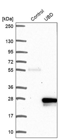 UBD Antibody in Western Blot (WB)