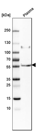 PI16 Polyclonal Antibody