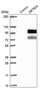 ZBTB22 Antibody in Western Blot (WB)
