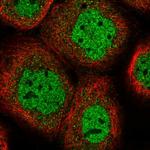 HS6ST1 Polyclonal Antibody