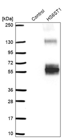HS6ST1 Antibody in Western Blot (WB)