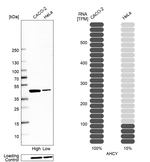 AHCY Antibody in Western Blot (WB)