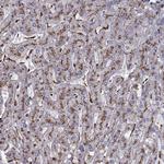 CLN2 Antibody in Immunohistochemistry (Paraffin) (IHC (P))