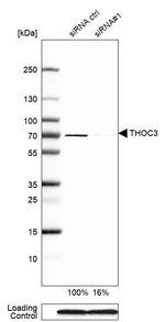 THOC3 Antibody in Western Blot (WB)
