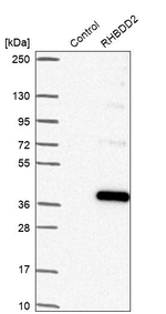 RHBDD2 Antibody in Western Blot (WB)