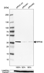 RPP38 Antibody in Western Blot (WB)