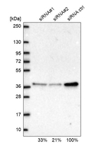 RPP38 Antibody in Western Blot (WB)