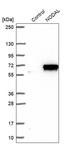 Nodal Antibody in Western Blot (WB)