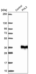 FHL3 Antibody in Western Blot (WB)