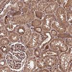 PDE4D Antibody in Immunohistochemistry (Paraffin) (IHC (P))