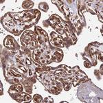 PDE4D Antibody in Immunohistochemistry (Paraffin) (IHC (P))