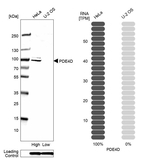 PDE4D Antibody in Western Blot (WB)