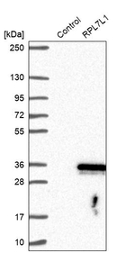 RPL7L1 Antibody in Western Blot (WB)