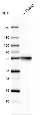 beta Tubulin Antibody in Western Blot (WB)
