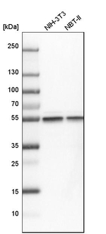 beta Tubulin Antibody in Western Blot (WB)